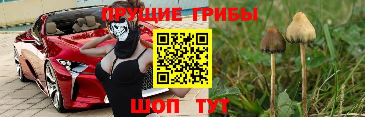 Псилоцибиновые грибы Cubensis Каменск-Шахтинский